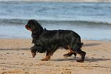 KING CHARLES SPANIEL 064